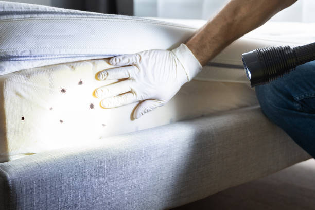 Best Best Pest Control Companies  in Franklin, LA